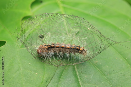 This image captures a caterpillar from the family Arctiidae constructing its cocoon using silk and larval hairs (setae), preparing to enter the pupal stage (Pupa). 