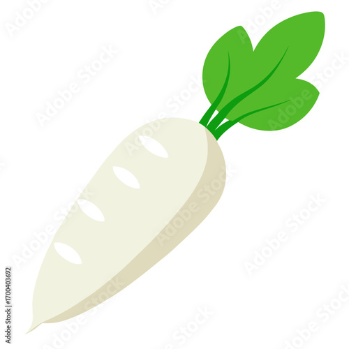 daikon radish vector illustration