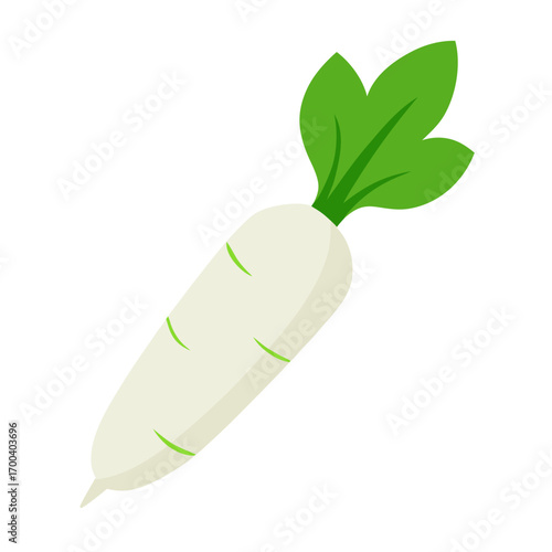 daikon radish vector illustration