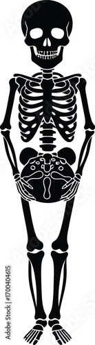 Full body human skeleton anatomical representation standing upright detailed artistic rendition transparent background