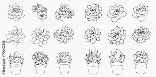 A collection of detailed line art illustrations featuring various succulent plants and cacti, some in pots.