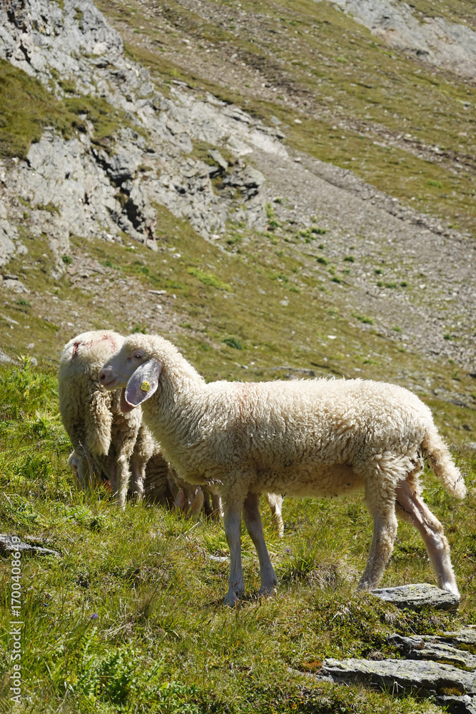Fototapeta premium Sheeps on the hiking path in Oetztal valley, the Austrian Alps 