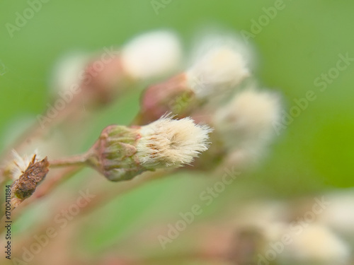 Tableau sur toile Colstfoot flower spike in spring - Petasites