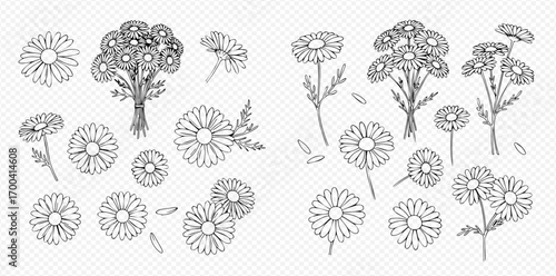 Line art illustration featuring two arrangements of chamomile flowers, with individual blooms and bouquets.