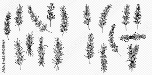Collection of hand-drawn lavender sprigs, some tied with string, arranged on a transparent background.