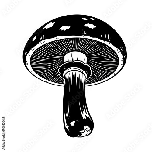 Mushroom silhouette isolated on white background