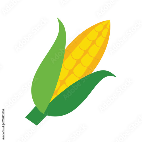 Yellow Corn Cob with Green Husks Keywords: corn, cob, maize, vegetable, food, agriculture