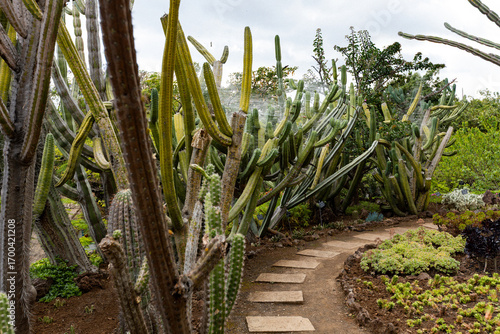 Cactus and succulent garden in the Funchal Botanical garden in Madeira Portugal
