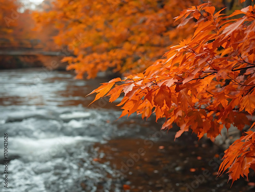 Orange Autumn Leaves on a Branch Overlooking a Flowing River