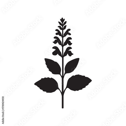 Black plant isolated on white