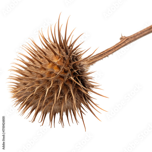 Dry brown burdock burr with sharp hooks isolated on a transparent background png