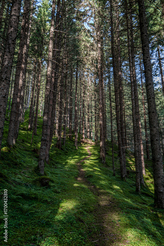Forest path in the Austrian Alps between trees