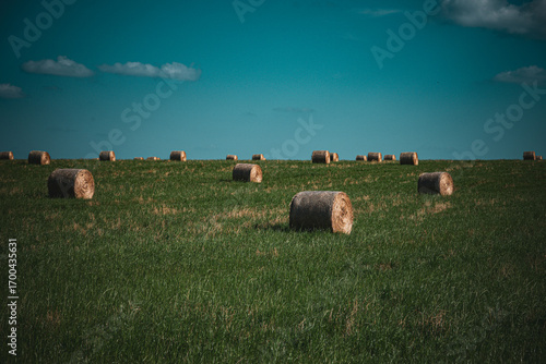 Obraz na plátně haystacks in a green field in summer