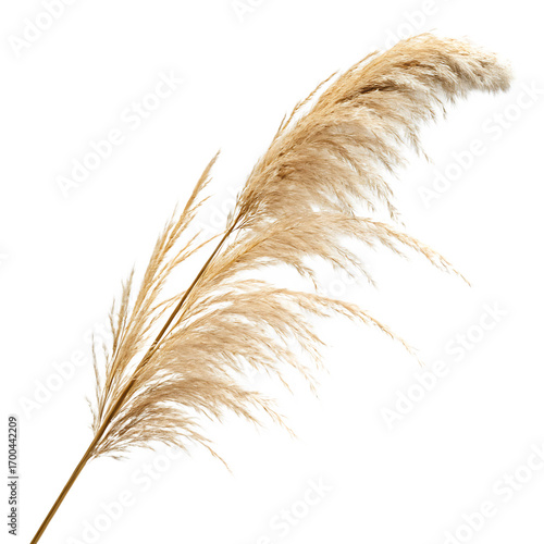 Fluffy decorative pampas grass cortaderia selloana stalk isolated on a transparent background png