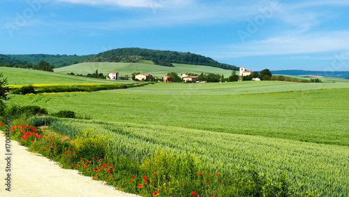green wheat fields in may along the eleventh stage of the camino de santiago from belorado to san juan de ortega