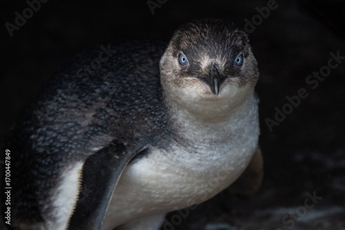 Little blue penguin cute portrait after returning from ocean to nest in Phillip Island penguin parade