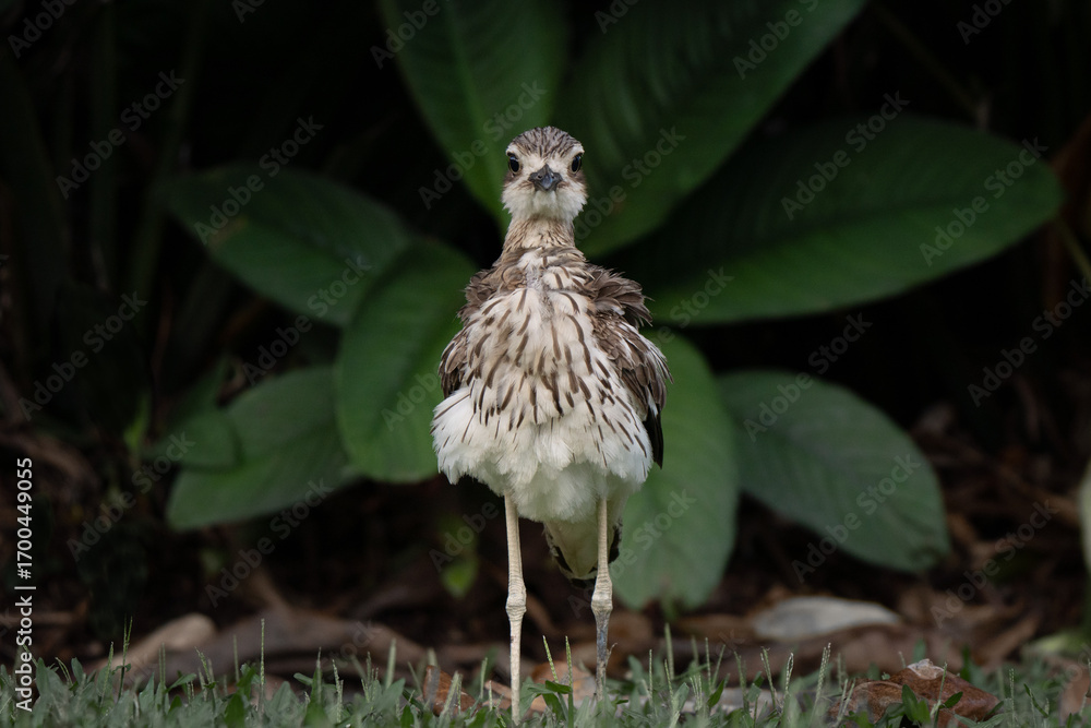 Fototapeta premium Standing stone curlew framed in green leaves