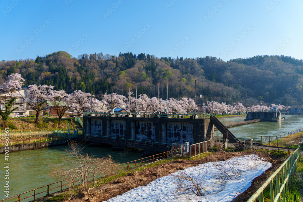Fototapeta premium 250426西大滝ダムの桜