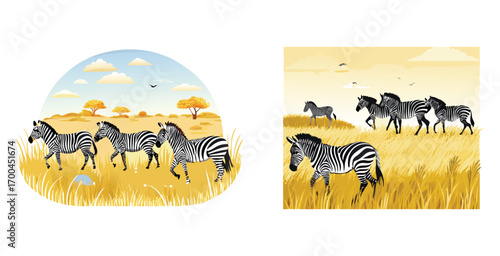 Zebra herd grazing and moving across a vast vector art design illustration