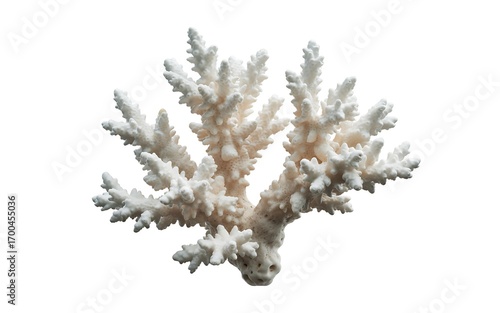White coral isolated on white background