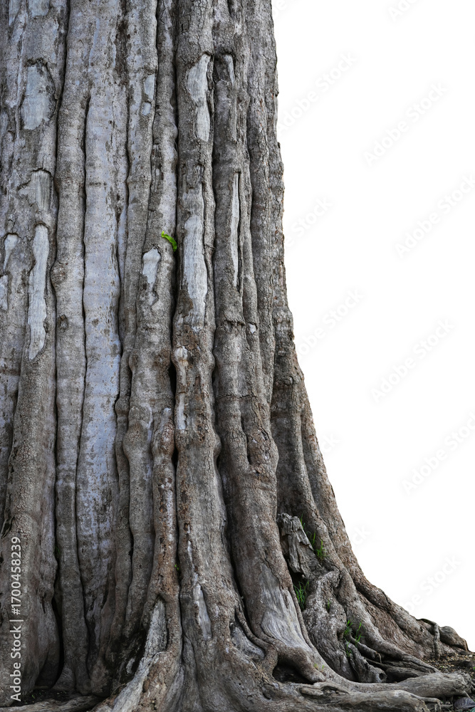 Fototapeta premium Big old tree in the forest isolated on white background. This has clipping path.