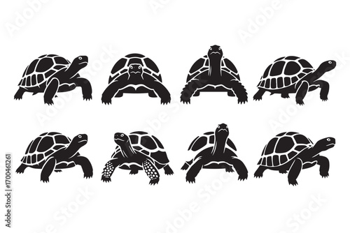 A collection of eight black turtle silhouettes are arranged on a white background, showcasing the reptile from different angles and perspectives vector illustration