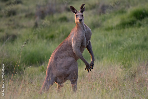 Grey kangaroo alpha male feeding with its mob in Australia Queensland at sunset