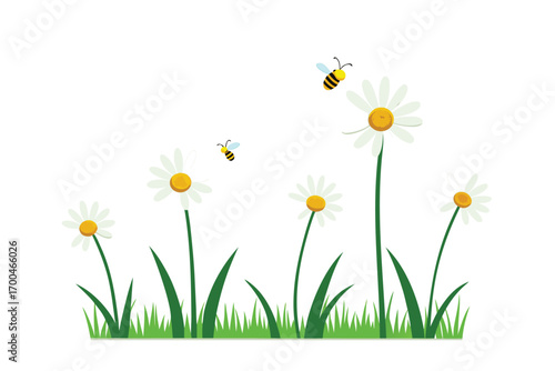 Summer Grass with Chamomile and Bees Isolated on White