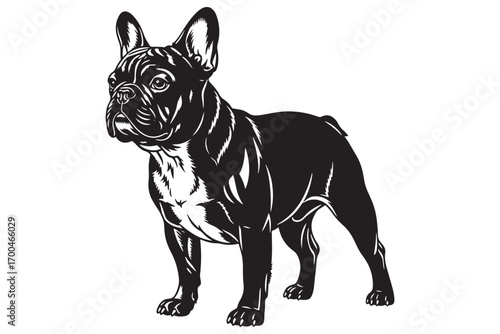 A charming french bulldog isolated on white background, standing alert with its distinctive batlike ears and muscular build in a black and white illustration vector illustration