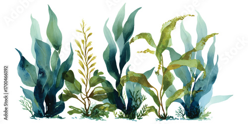 Green seaweed underwater plants marine aquatic life ecosystem watercolor isolated on transparent background
