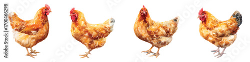 Chickens hens with brown and gold feathers watercolor set isolated on transparent background