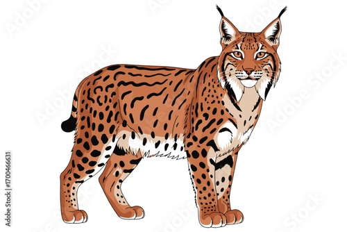 Colorful illustration of a lynx isolated on white background, showcasing its tufted ears, spotted coat, and short tail, a wild cat of the forest vector illustration