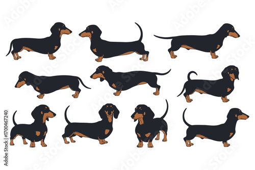 Collection of dachshund illustrations isolated on white background, showcasing various poses and the breeds distinctive long body and short legs vector illustration