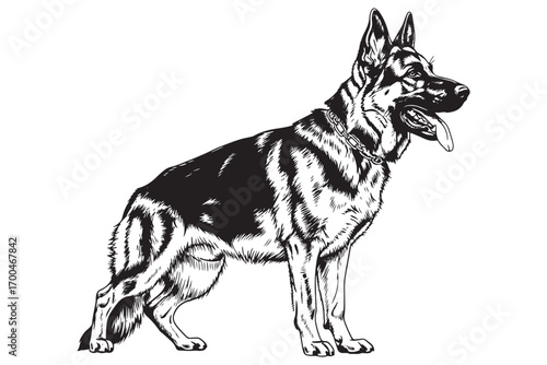 Majestic german shepherd dog standing tall, captured in a detailed black and white sketch, isolated on white background, showcasing its noble breed vector illustration
