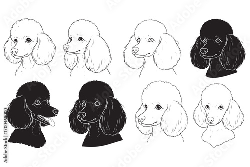 Eight adorable poodles, four in white and four in black, isolated on white background, showcasing the breeds diverse coat colors and charming expressions vector illustration