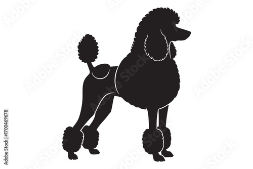 Elegant black poodle stands gracefully, isolated on white background, showcasing its distinctive haircut and refined posture in a classic silhouette design vector illustration