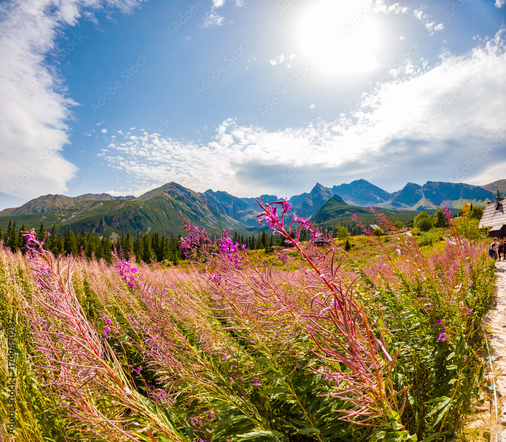Obraz premium Wonderful Natural Sights on the Zakopane Trails, Zakopane Poland