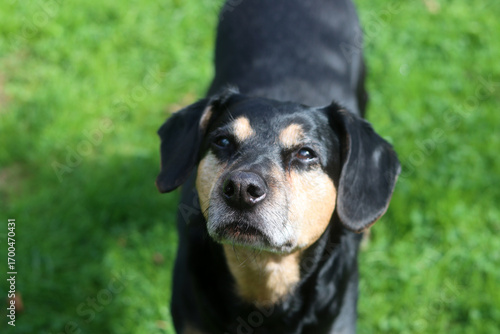 Wallpaper Mural Closer up portrait of a black and brown dog. Mixed breed senior dog. Happy pet life concept.  Torontodigital.ca