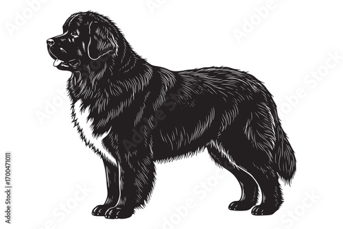 A majestic newfoundland dog stands proudly, isolated on white background, showcasing its impressive size and gentle nature in a striking silhouette vector illustration