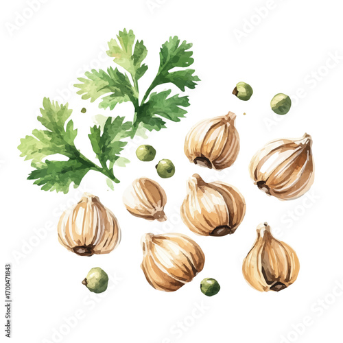 A watercolor-style coriander seeds set, softly painted and separated on a white background, EPS format, is crafted as a minimal yet artistic element for creative designs. 