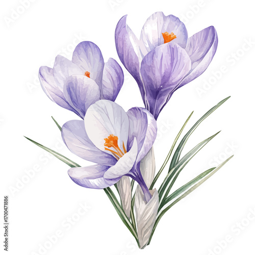 A painting of crocus flower branches set, Simple Illustration, watercolor style, minimal yet artistic elements for creative designs. EPS format, isolated on transparent background, plants