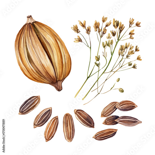 A painting of cumin seeds set, Simple Illustration, watercolor style, minimal yet artistic elements for creative designs. EPS format, isolated on transparent background, plants