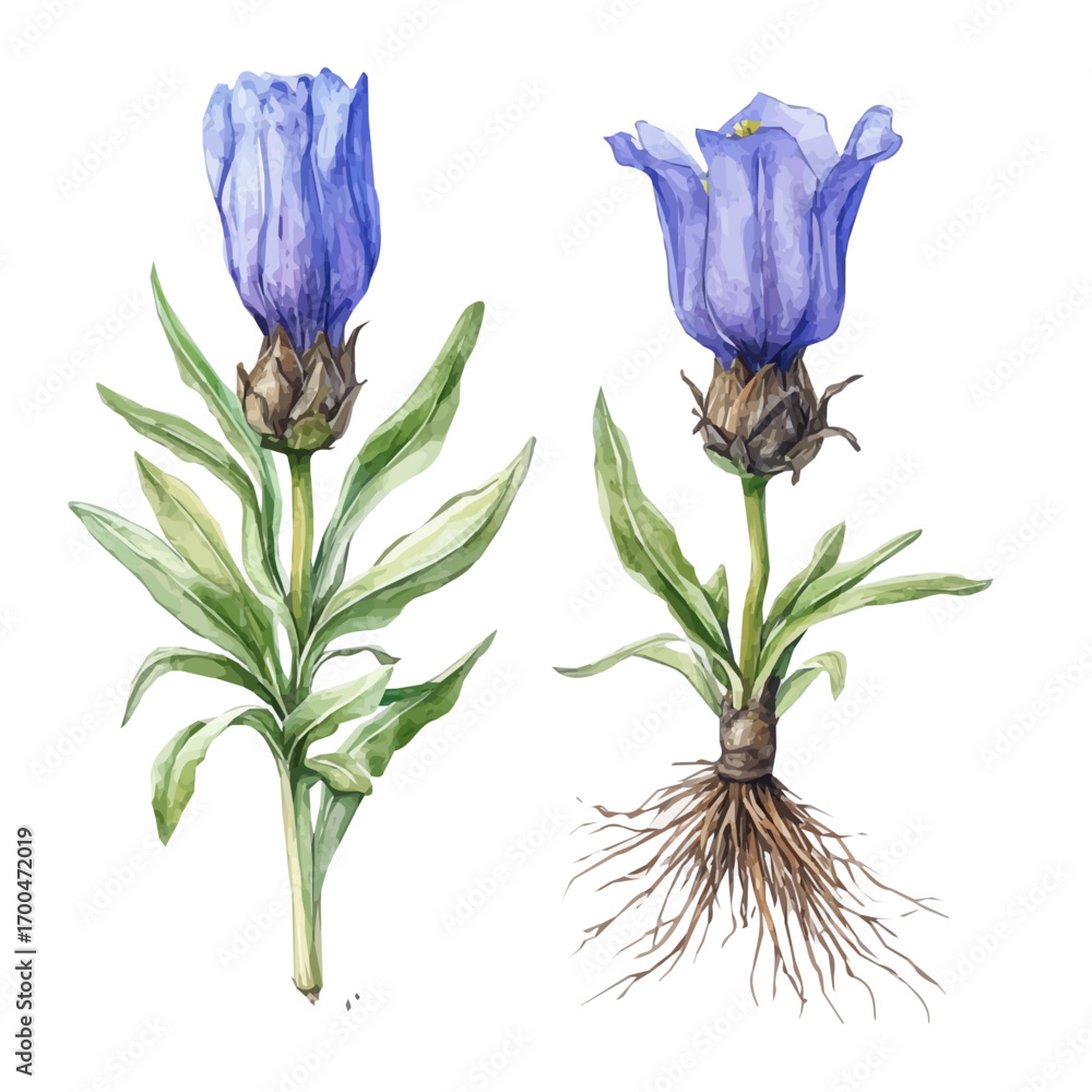 Obraz premium A beautiful painting of gentian root, Simple Illustration, watercolor style, minimal yet artistic elements for creative designs. EPS format, isolated on transparent background, hand-drawn paint