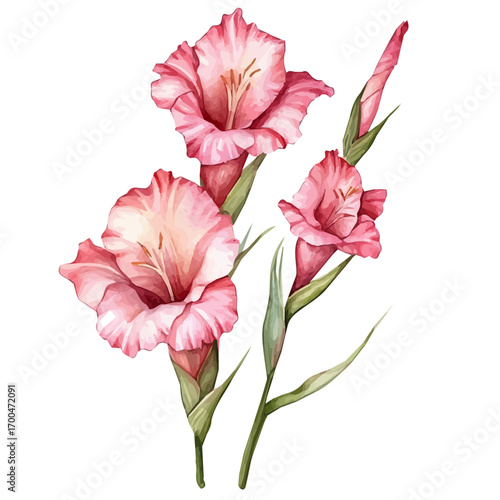A minimal layout, a Watercolor painting of a pink gladiolus flower, delicately hand-painted with artistic brush strokes, white background, vector EPS. vector illustration