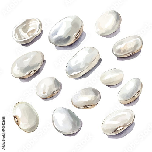 A painting of white beans set, Simple Illustration, watercolor style, minimal yet artistic elements for creative designs. EPS format, isolated on transparent background
