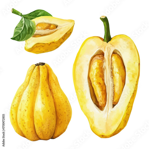 A Watercolor yellow mombin fruit set, softly painted and separated on a white background, is crafted as a minimal yet artistic element for creative designs. EPS format