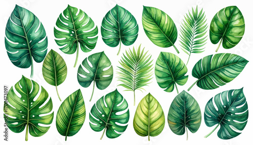Green tropical leaves hand-painted set. Botanical monstera and palm leaf set. Watercolor leaves collection tropical. Tropical leaves design for decor. Exotic palm leaves artistic illustrations