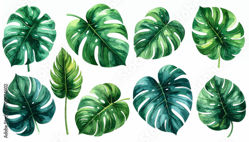 Green monstera leaf tropical artwork. Hand-painted monstera tropical leaves. Monstera watercolor tropical leaves. Fresh monstera leaf painting on white. Monstera leaves watercolor design