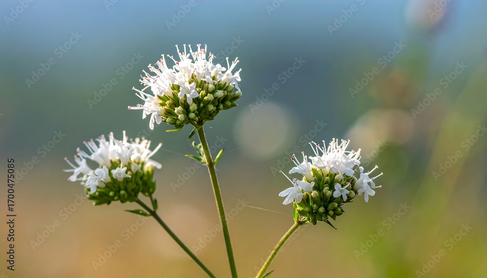 Obraz premium Close-up of three clusters of delicate, white flowers with light green centers, set against a soft, out-of-focus backdrop of muted earth tones and a hint of azure.