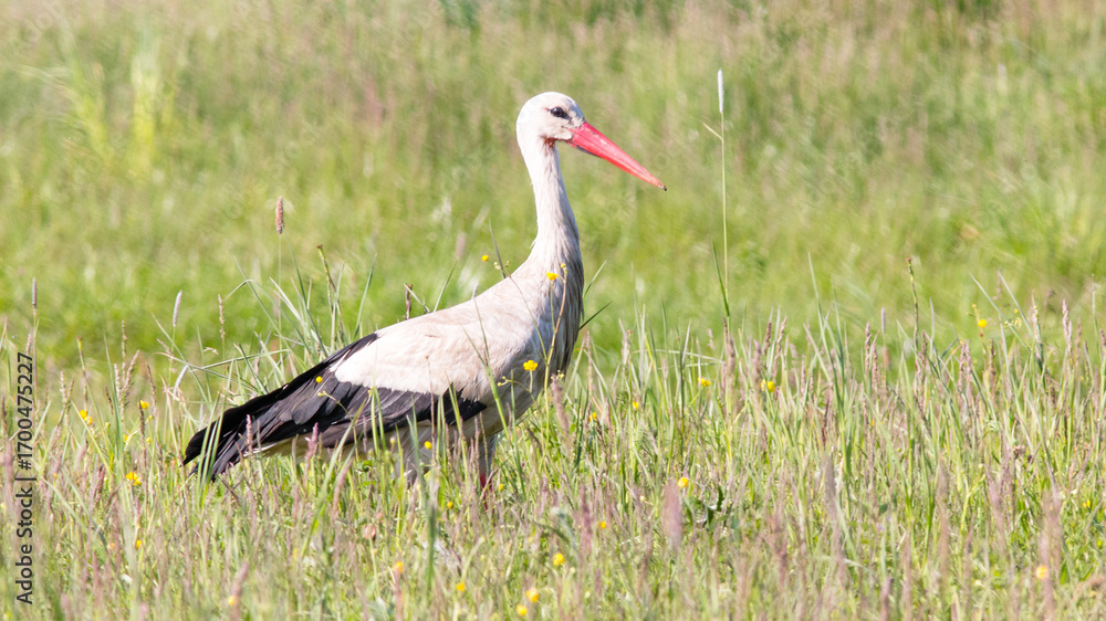 Fototapeta premium grey crowned crane